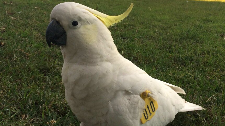 Wing-tagged sulphur-crested cockatoo
