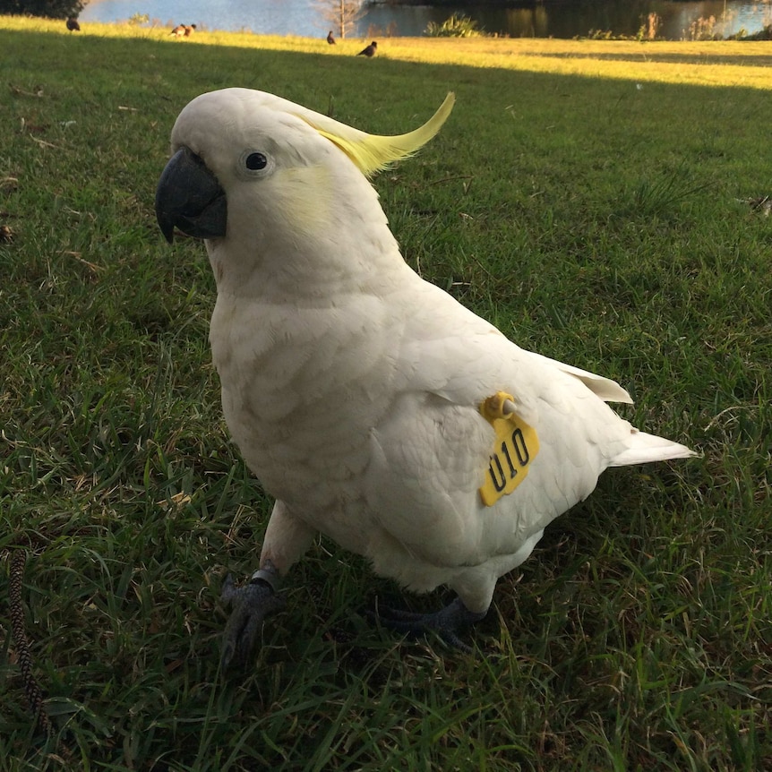 Wing-tagged sulphur-crested cockatoo