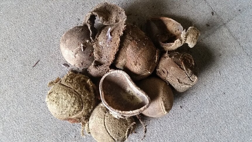 Why were the inmates of old Maitland gaol using these tennis balls ...