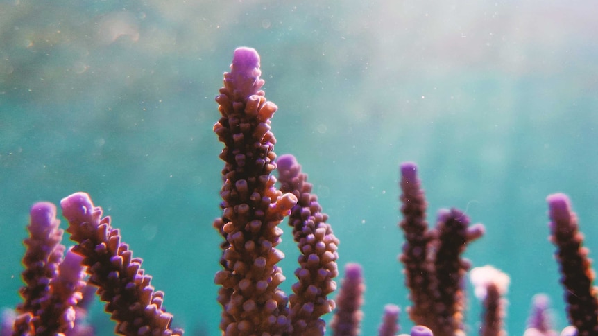 Colourful coral reef are abundant at the Abrolhos Islands