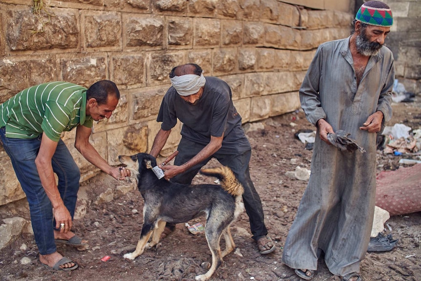 Mohamed cuts a dog's hair in Old Cairo.