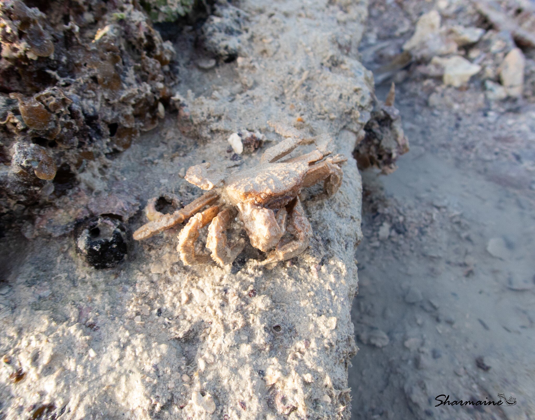 Rare crab spotted near Broome
