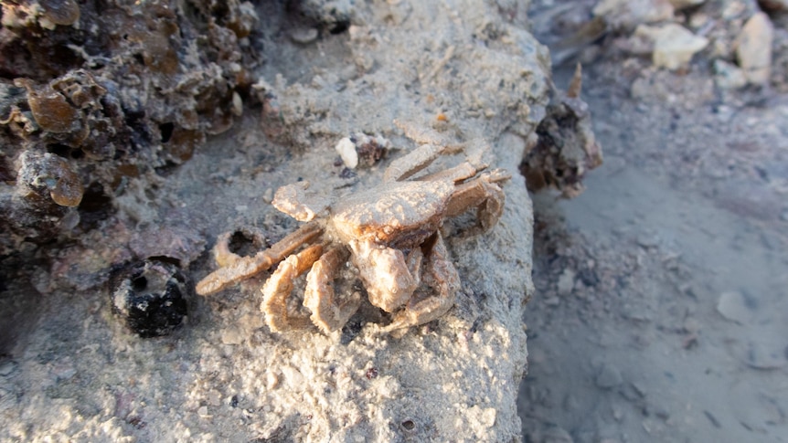 Rare crab spotted near Broome