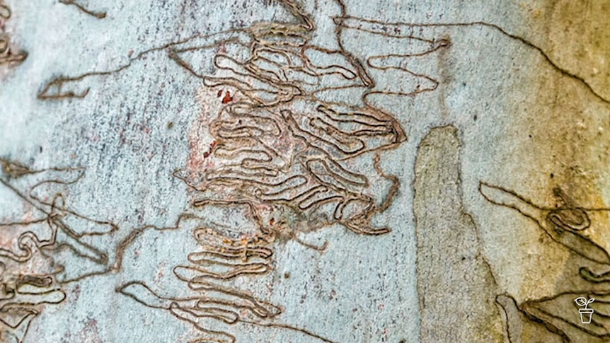 Squiggly lines in the bark of a eucalyptus tree.