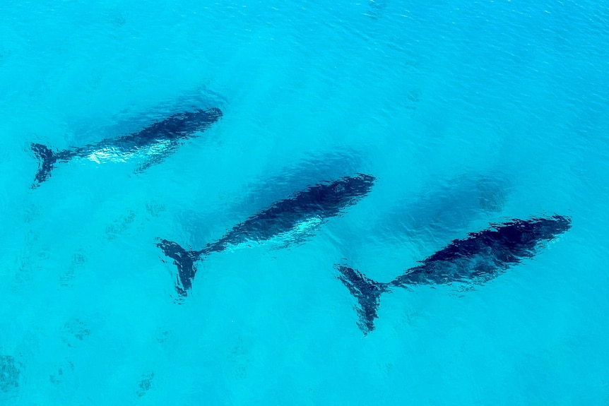 Humpback whales gliding through clear water.