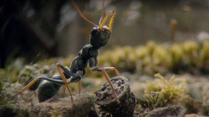 Jack jumper ant, still image from Max Moller's documentary about Tasmania.