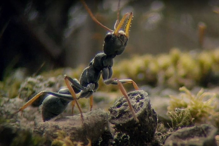 Jack jumper ant, still image from Max Moller's documentary about Tasmania.