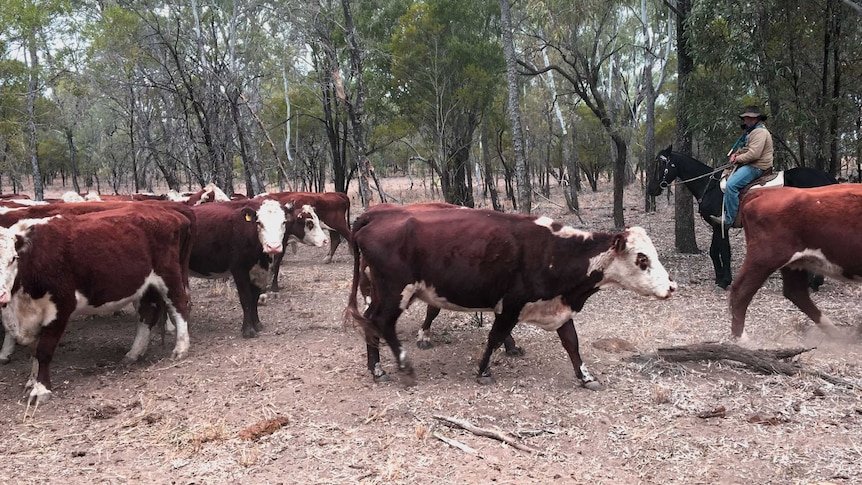 Man on black horse mustering red and white cattle through dry paddock