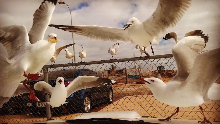 View through a car windscreen of several seagulls, large in frame, flying around a car, one of them with a chip in its mouth.