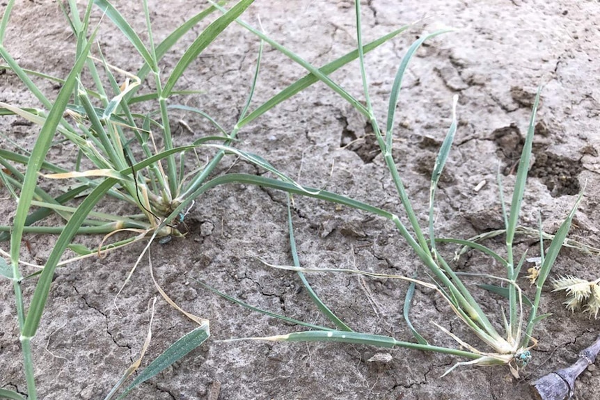 Three sprouts of Green Mitchell Grass breaks through cracked black soil.