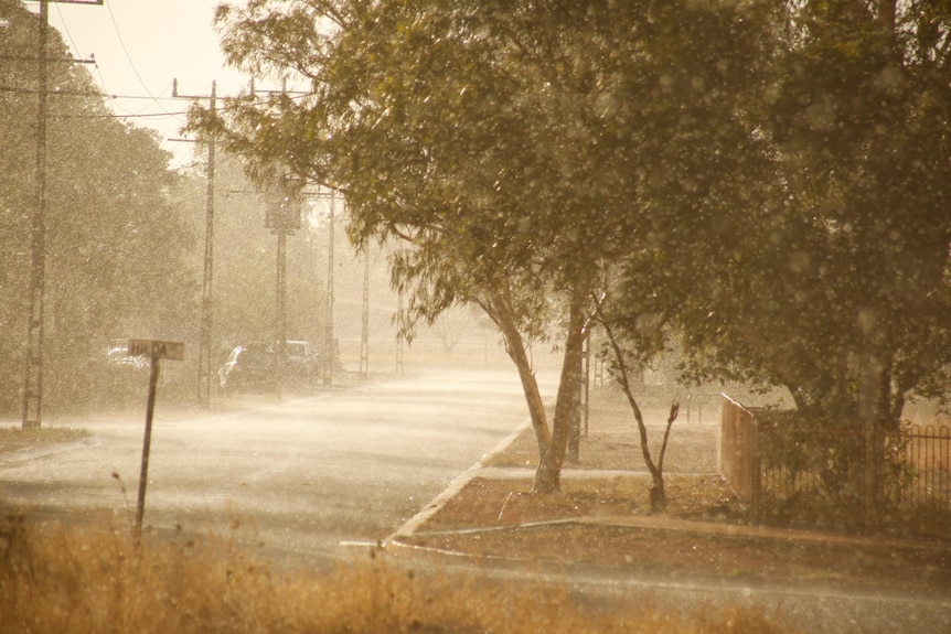 Rain falls on a tree-lined street.