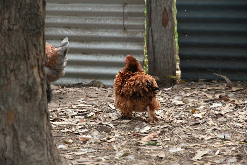 A frizzle chicken on the run