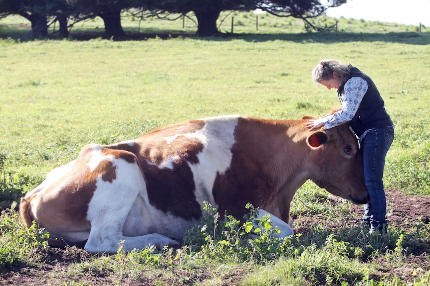 Lady with steer in a paddock