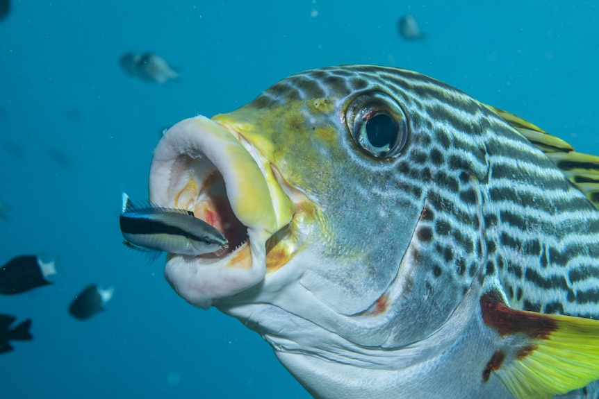 A wrasse about to eat a small fish.