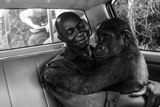 Gorilla sits in the arms of her caretaker in the back of a car