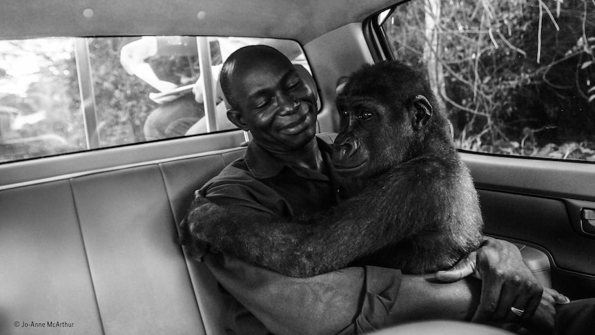 Gorilla sits in the arms of her caretaker in the back of a car