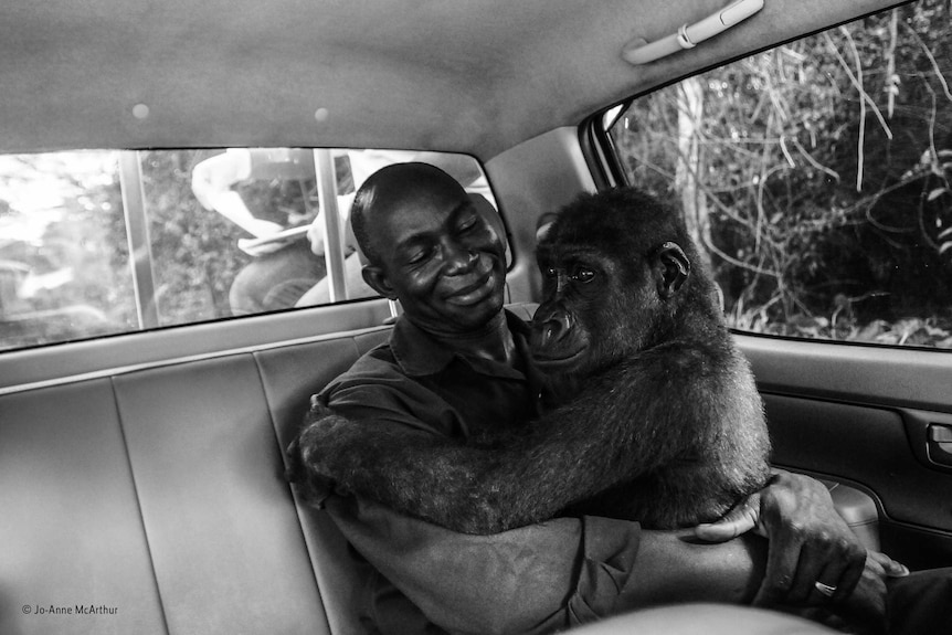 Gorilla sits in the arms of her caretaker in the back of a car