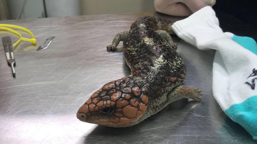 A scaly lizard on top of a silver table next to a white sock.