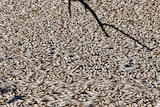 large group of dead fish floating at top of the darling river