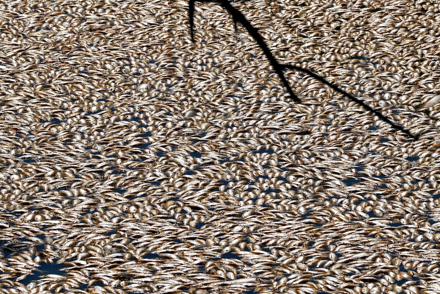 large group of dead fish floating at top of the darling river