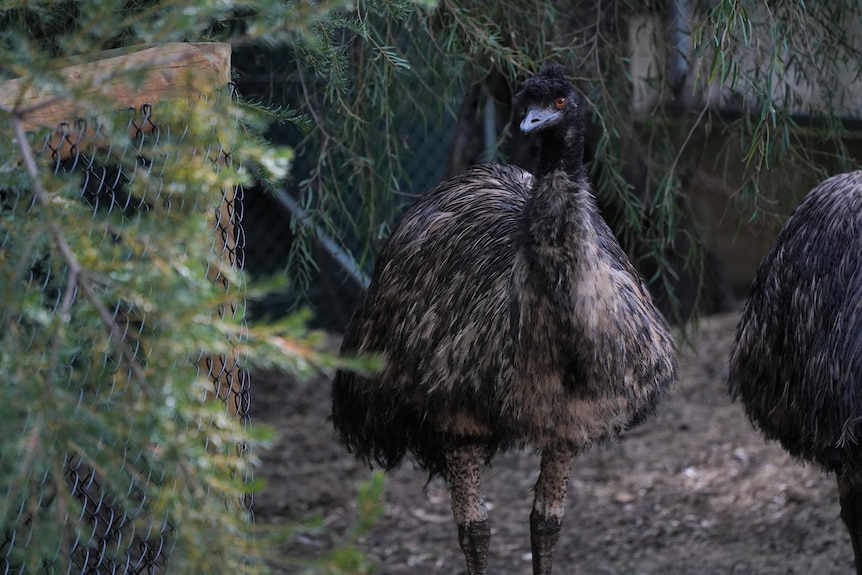 An emu is standing in its enclosure, surrounded by trees and another emu. 