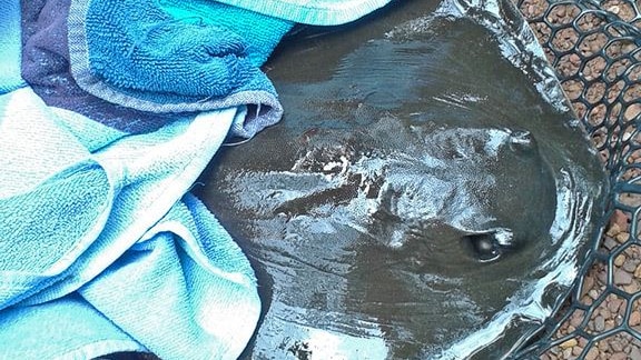 A stingray in a net under a towel