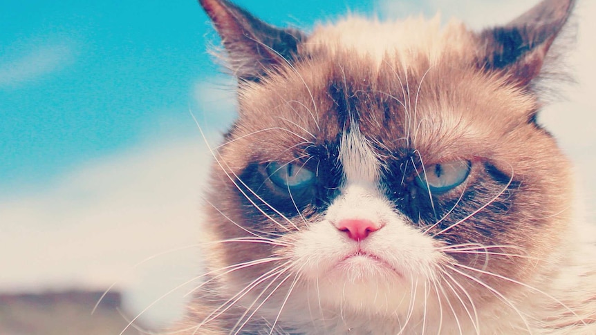 Internet sensation 'Grumpy Cat' with a blue sky in the background