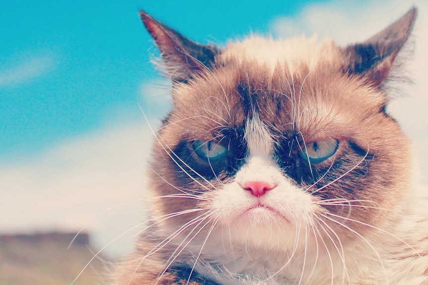 Internet sensation 'Grumpy Cat' with a blue sky in the background