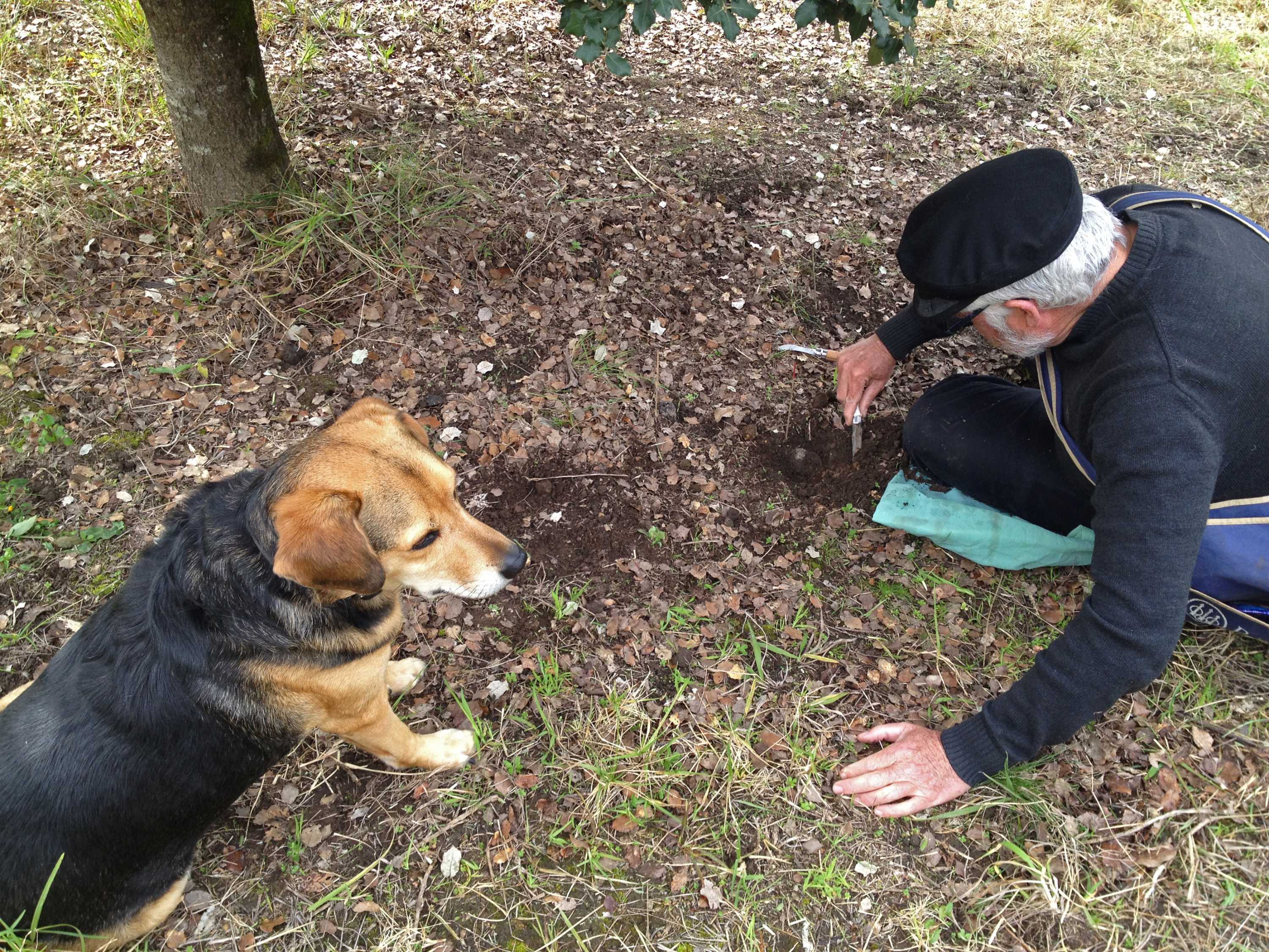 Harvesting truffles in a secret location in northern New South Wales