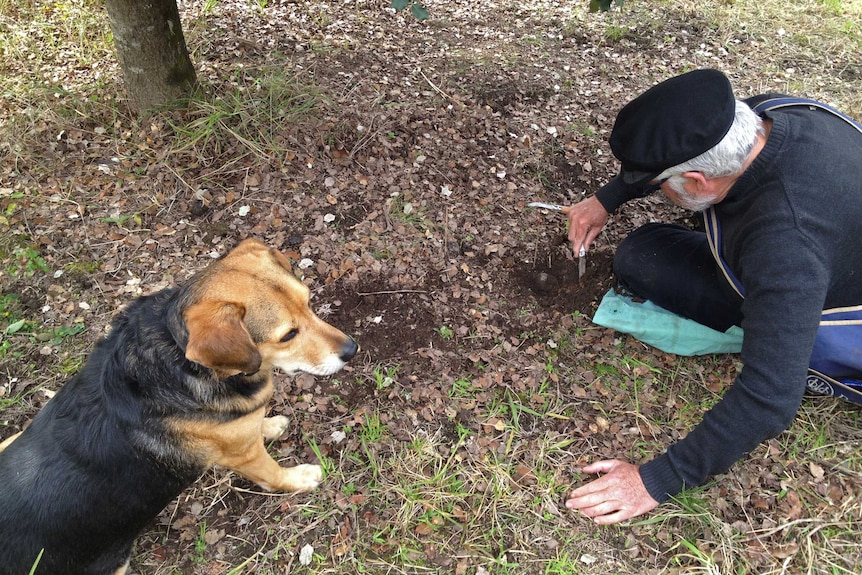 Bruce is sitting on the ground using a tool to carefully clear the dirt from around a truffle.