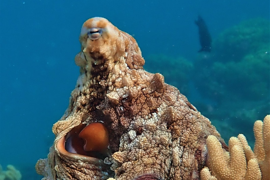 looks like a reef but there is actually a camouflaged octopus there