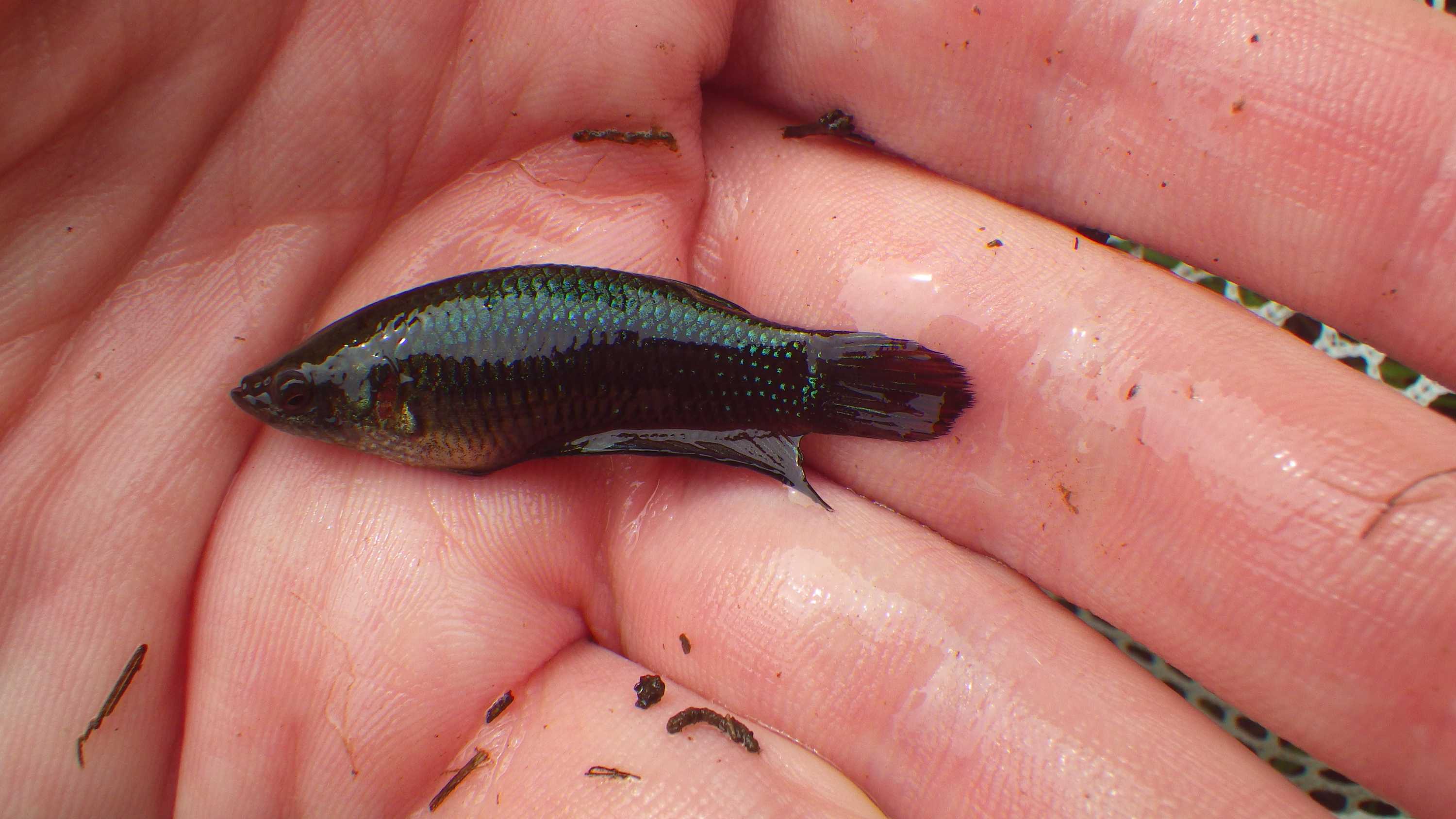 Rogue Siamese Fighting Fish Breeding By The Thousands In Darwin's ...