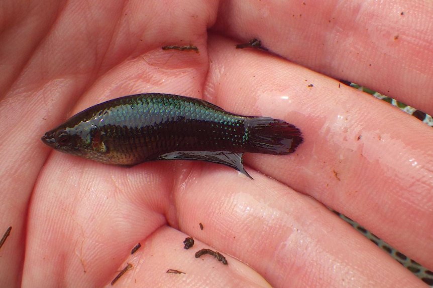 Wild Siamese Fighting Fish in palm of scientist's hand.