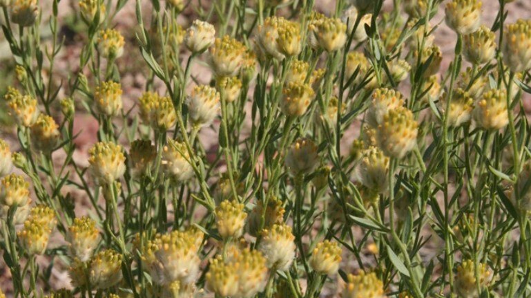 ABC Western Queensland