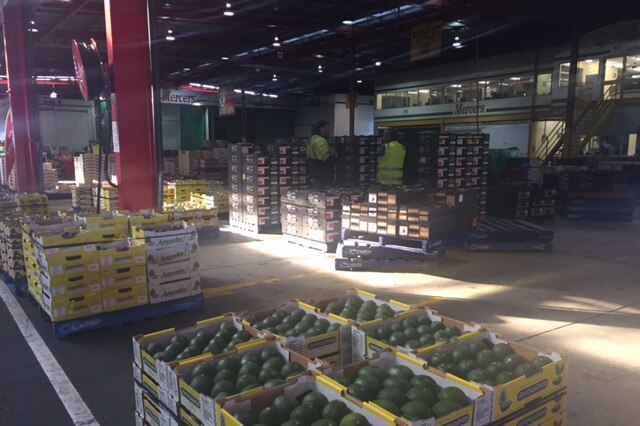 Trays of avocadoes in a fruit and vegie market in Perth.