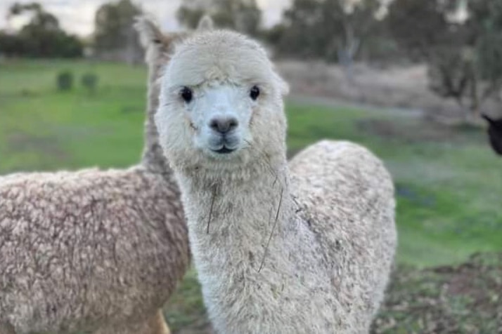 An alpaca looks towards the camera.