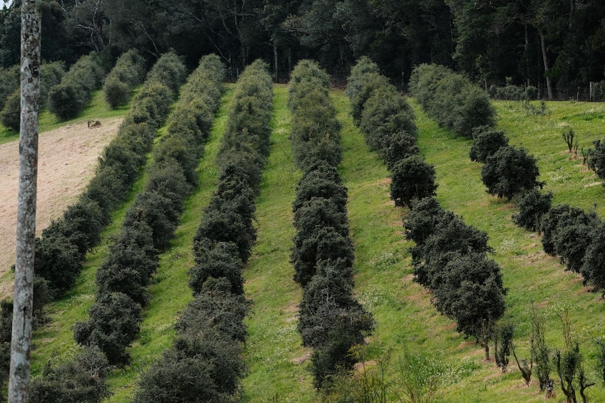 Photo of finger lime trees