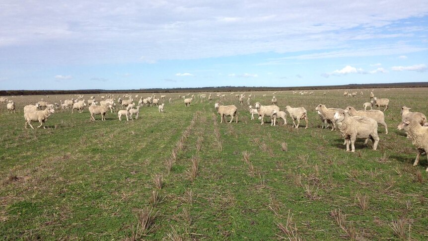 About 200 merino ewes and lambs graze in a wheat stubble paddock with green feed underfoot