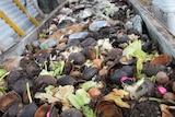 Compost in a bin