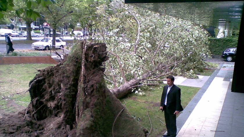 Gigantic tree uprooted by wild winds in Melbourne.