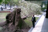 Gigantic tree uprooted by wild winds in Melbourne.