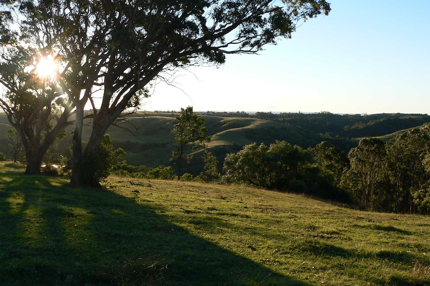 The sun shines through the foliage of a tall tree onto the rolling green hills underneath.