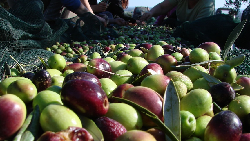 Olives ready for processing