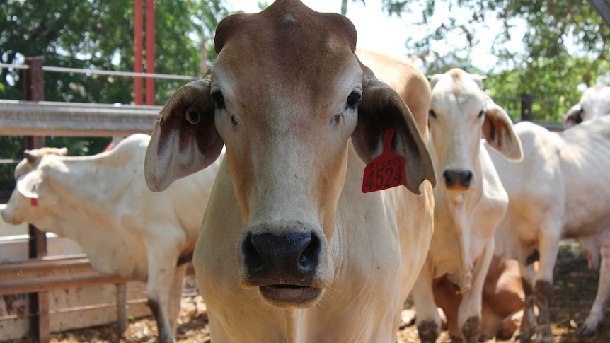 Cattle at the port of Karumba