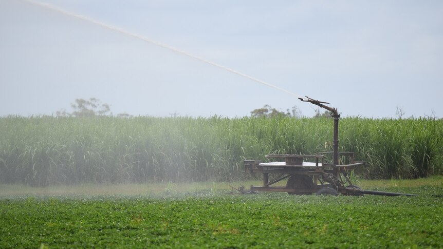 A cane irrigator spraying water over a cane field