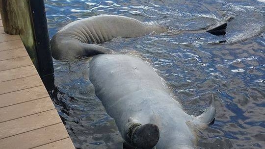 A large manatee washes up at Cape Coral Yacht Club in south-west Florida on July 31, 2018 with a young manatee in tow.