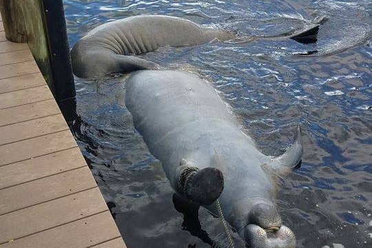 A large manatee washes up at Cape Coral Yacht Club in south-west Florida on July 31, 2018 with a young manatee in tow.