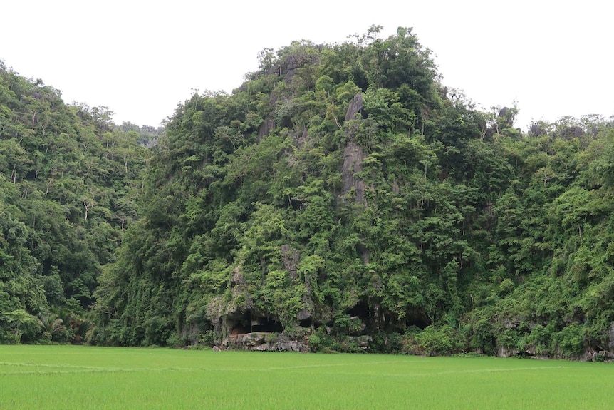 A large rock covered in trees and small openings at its base