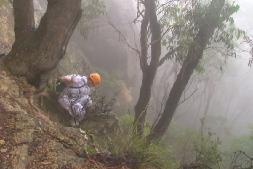A rescue worker tries to reach a woman who fell down a cliff in the Blue Mountains