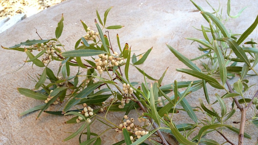 Alien plant found in Australia for the first time